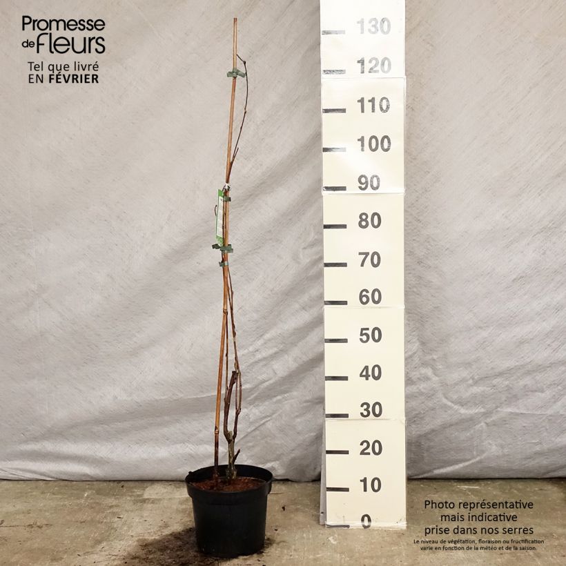 Wisteria floribunda Alba 3L/4L pot sample as delivered in winter