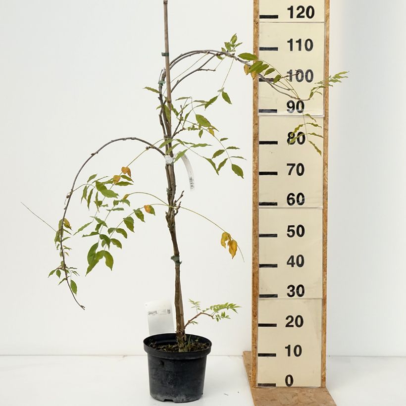 Wisteria floribunda Domino 1.5L/2L pot sample as delivered in autumn