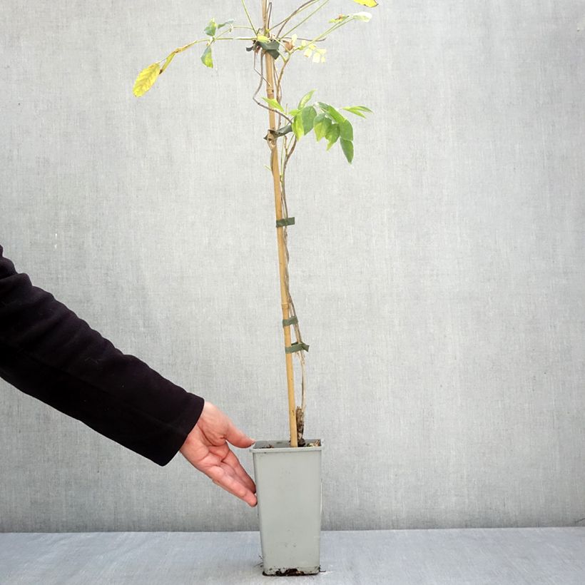 Wisteria floribunda Domino 3L/4L pot sample as delivered in autumn