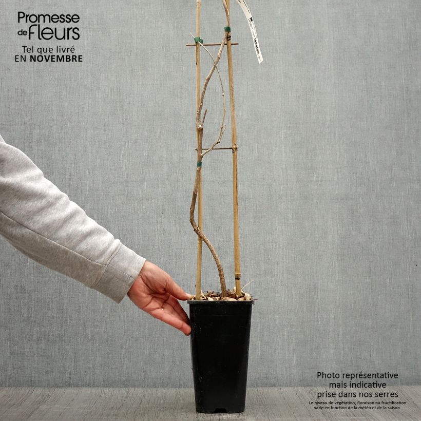 Wisteria floribunda 3L/4L pot sample as delivered in autumn