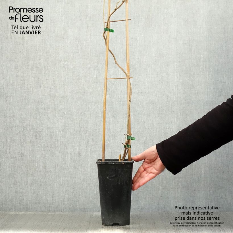 Wisteria floribunda Honbeni 2L/3L pot sample as delivered in winter