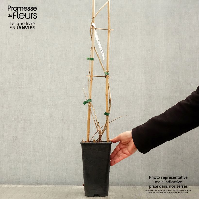 Wisteria floribunda Macrobotrys 2L/3L pot sample as delivered in winter