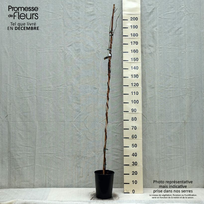 Wisteria floribunda Shiro-noda 4L/5L pot sample as delivered in winter