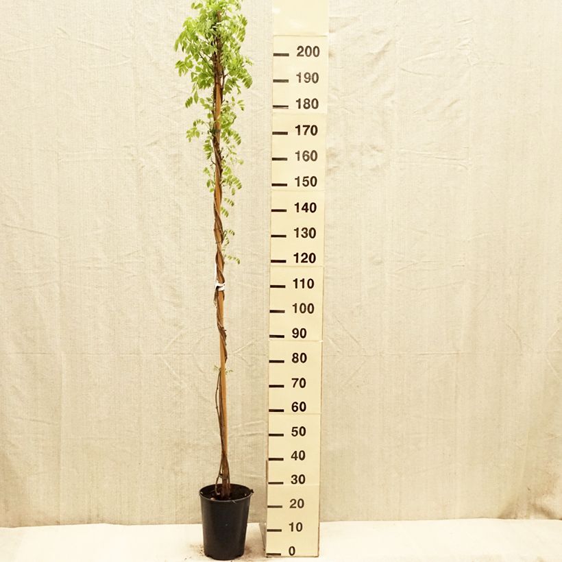 Wisteria floribunda Shiro-noda 4L/5L pot sample as delivered in spring