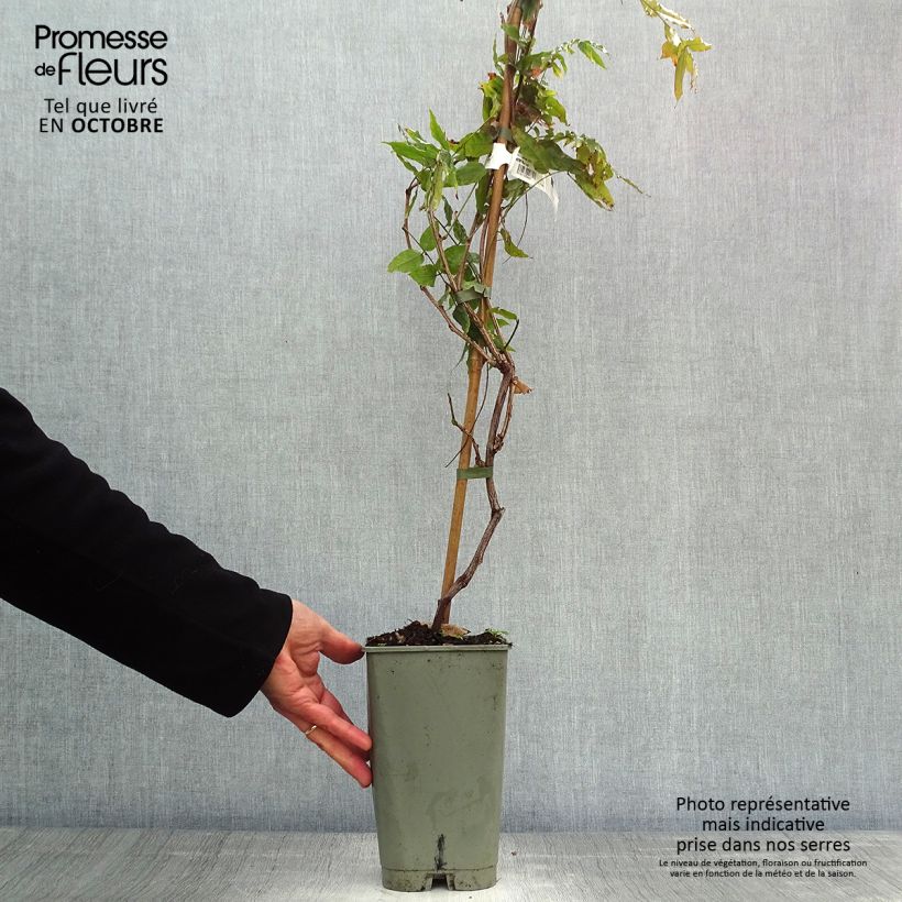 Wisteria floribunda Violacea Plena 2L/3L pot sample as delivered in autumn