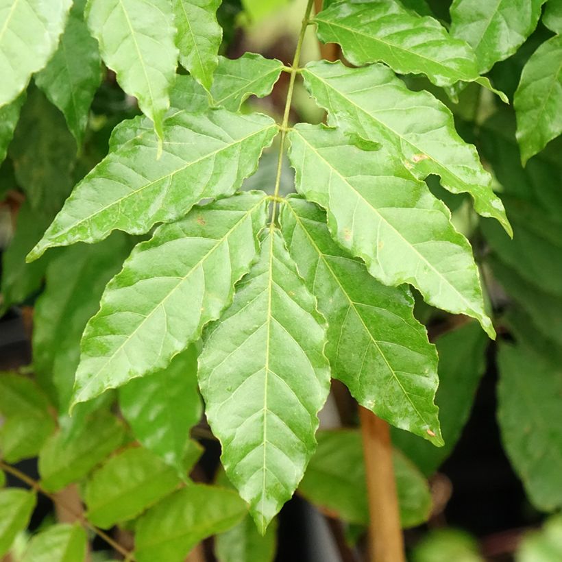 Wisteria x formosa (Foliage)