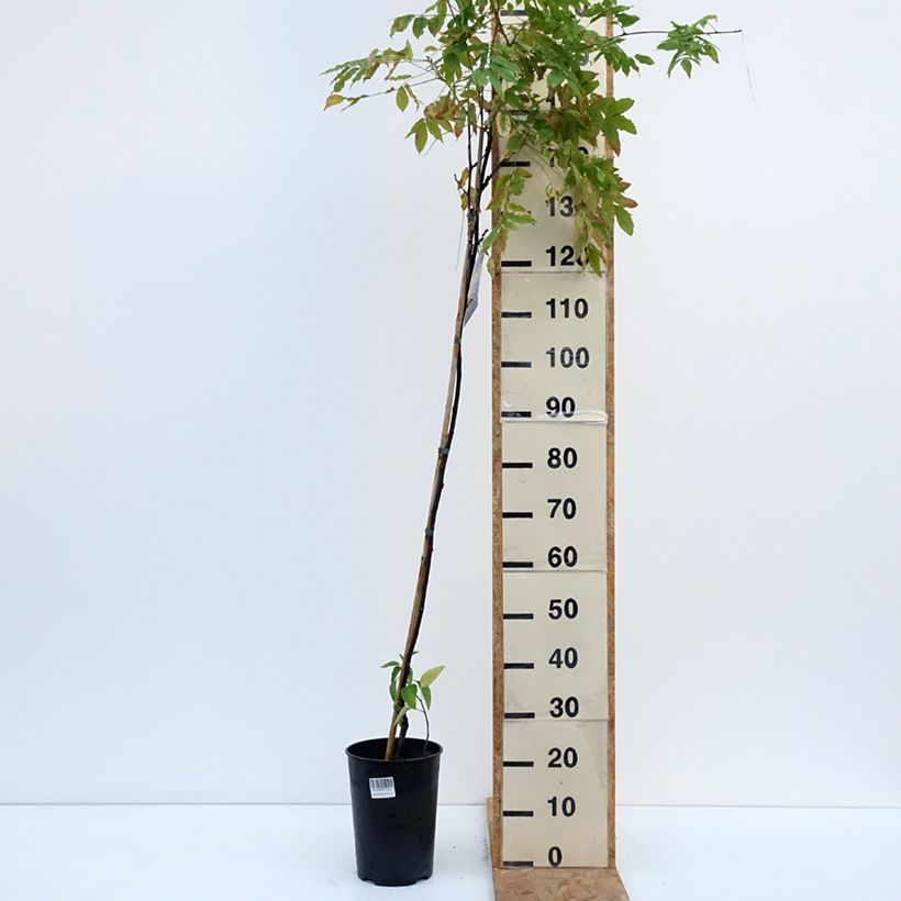 Wisteria GRANDE DIVA BARBARA 4L/5L pot sample as delivered in autumn