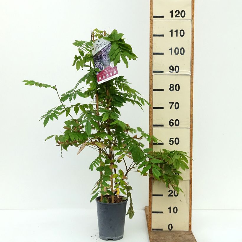Wisteria GRANDE DIVA CECILIA 4L/5L pot sample as delivered in autumn