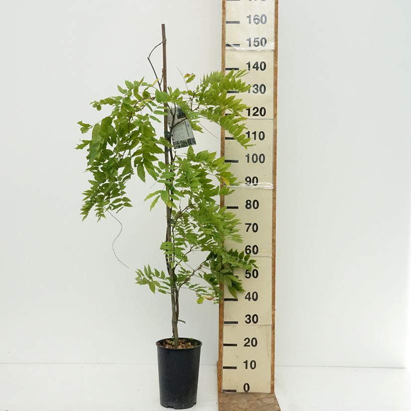 Wisteria GRANDE DIVA CECILIA 4L/5L pot sample as delivered in summer