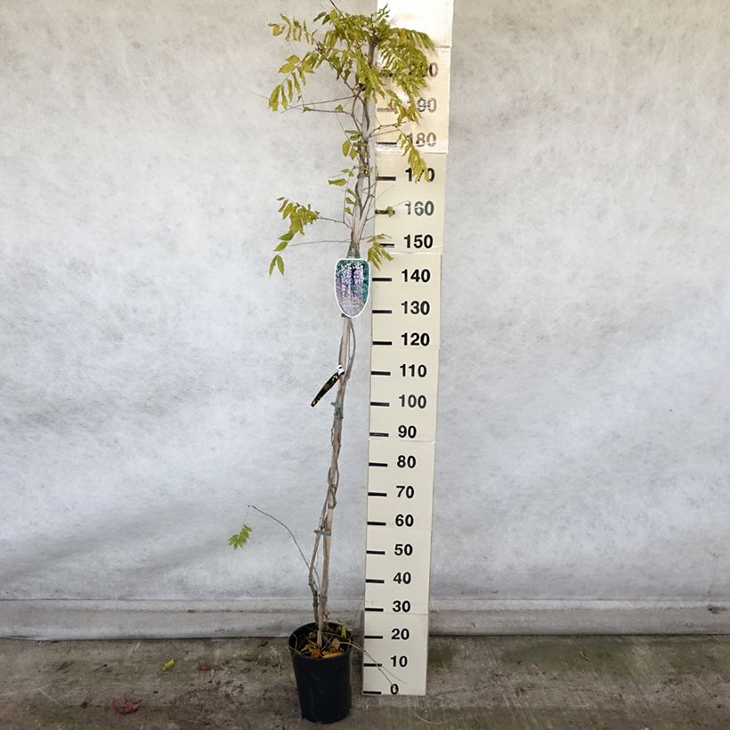 Wisteria floribunda Lawrence 6L/7L pot sample as delivered in autumn