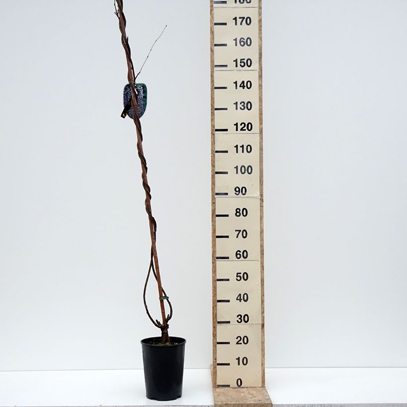 Wisteria floribunda Lawrence 6L/7L pot sample as delivered in winter