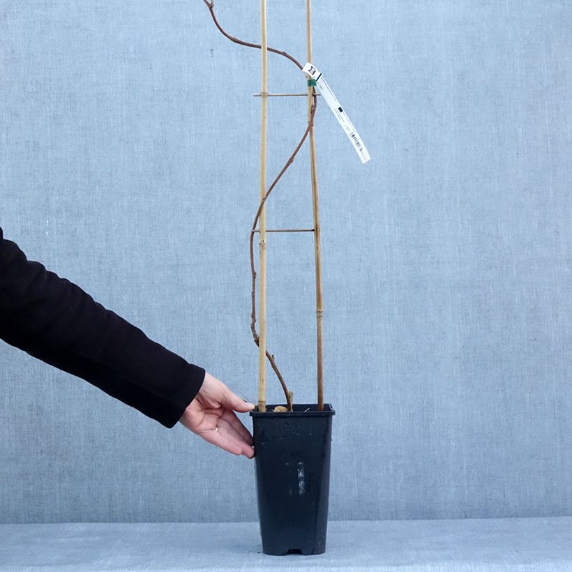 Wisteria floribunda Lipstick 3L/4L pot sample as delivered in winter