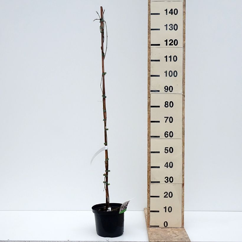 Wisteria floribunda Macrobotrys De Belder 4L/5L pot sample as delivered in winter