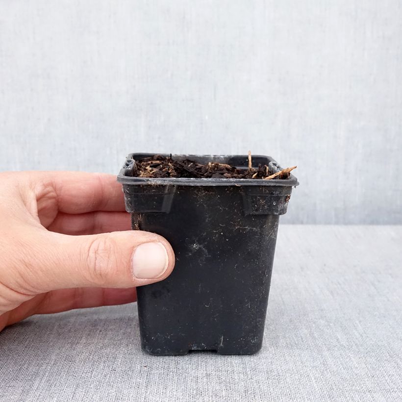 American Groundnut - Apios americana 8/9 cm pot sample as delivered in spring