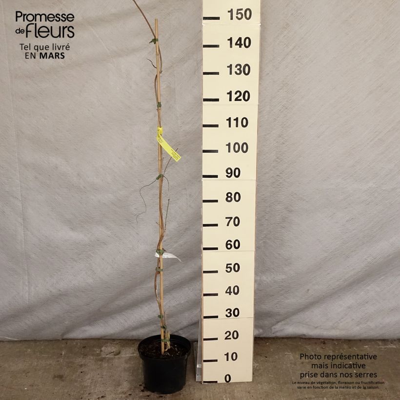 Wisteria brachybotrys White Silk 4L/5L pot sample as delivered in spring