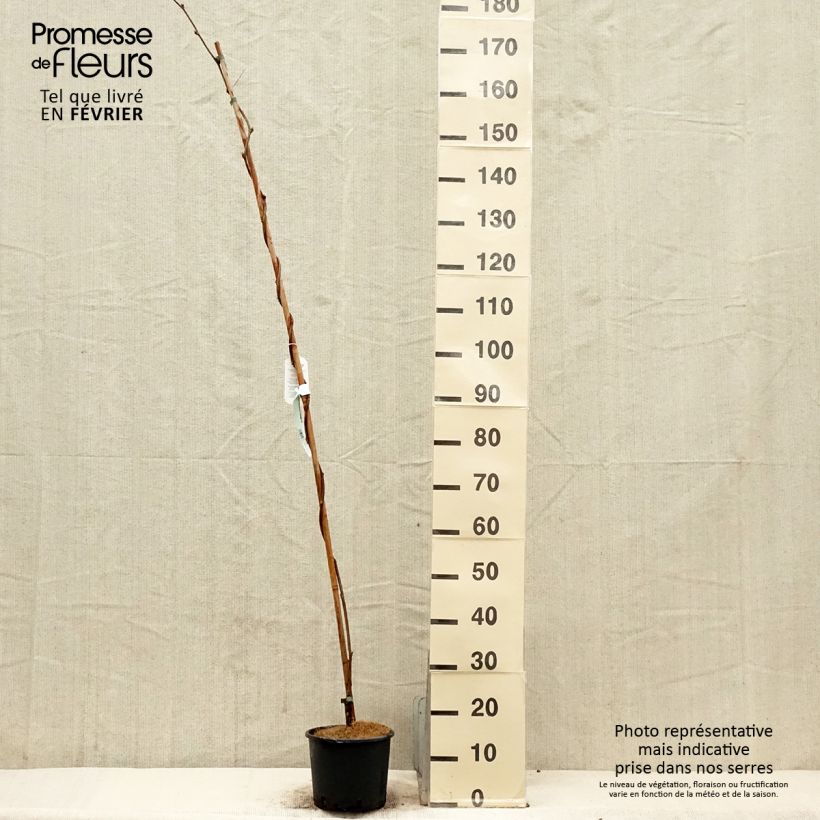 Wisteria brachybotrys Yokohama Fuji 3L/4L pot sample as delivered in winter