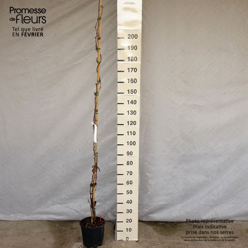Wisteria brachybotrys Yokohama Fuji 7.5L/10L pot sample as delivered in winter