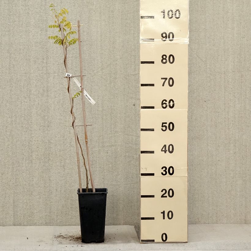 Wisteria frutescens Longwood Purple 3L/4L pot sample as delivered in autumn