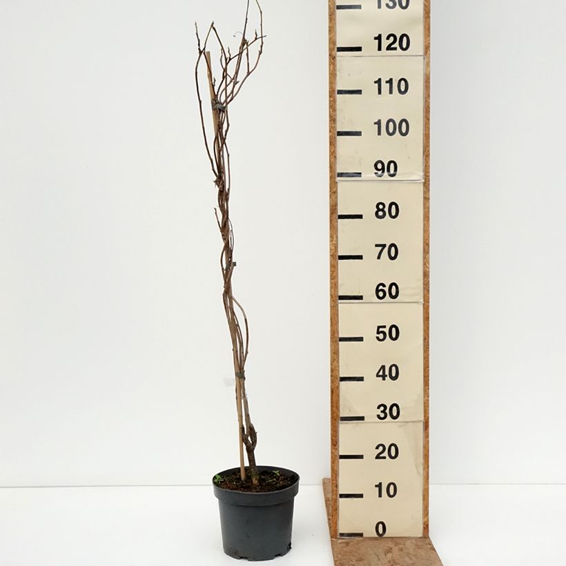 Wisteria frutescens var. macrostachya Clara Mack 4L/5L pot sample as delivered in winter