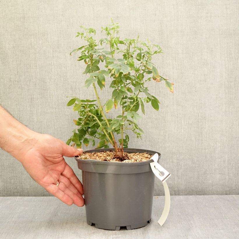 Glycyrrhiza glabra - Liquorice 2L/3L pot sample as delivered in summer