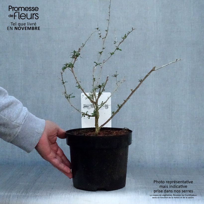 Lycium barbarum Big Lifeberry 1.5L/2L pot, Clump sample as delivered in autumn