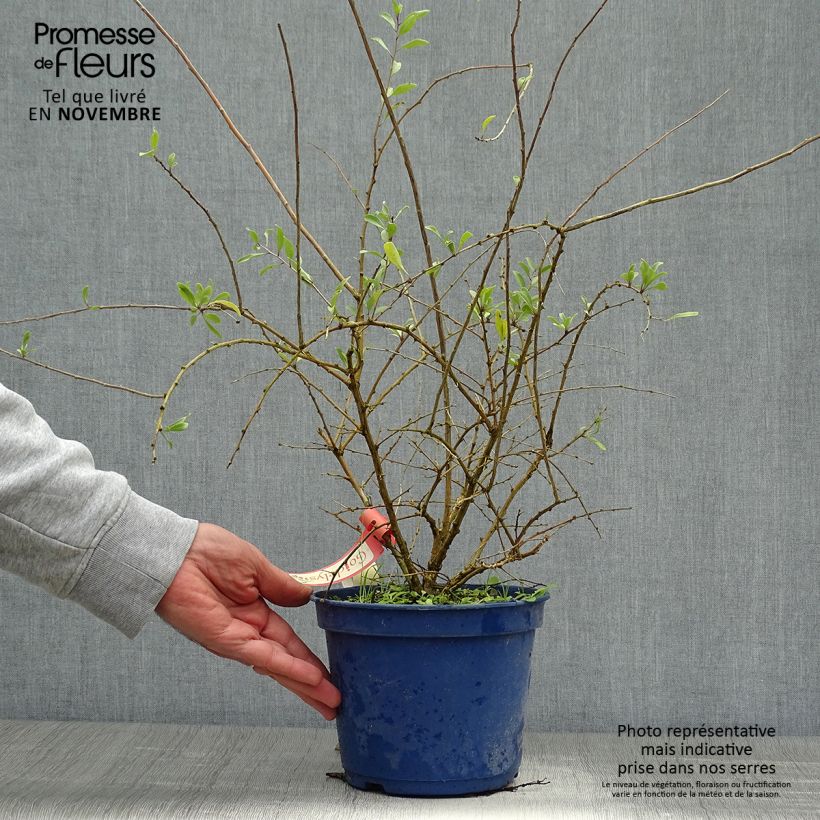 Lycium barbarum Gojidelys 2L/3L pot, Clump sample as delivered in autumn