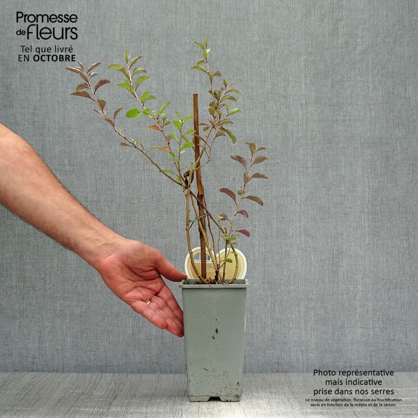 Lycium barbarum Instant Success 1.5L/2L pot sample as delivered in autumn