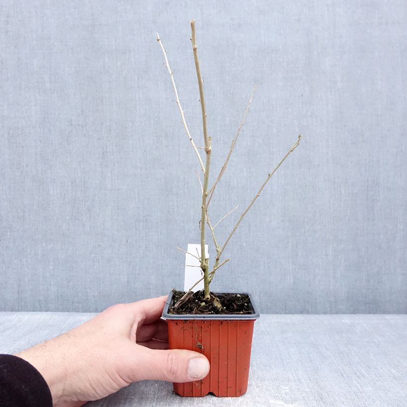 Lycium barbarum 8/9 cm pot sample as delivered in winter