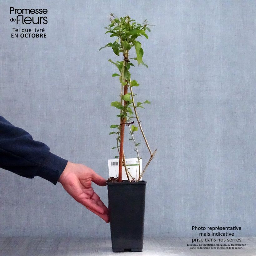 Lycium barbarum 1.5L/2L pot, Bush sample as delivered in autumn