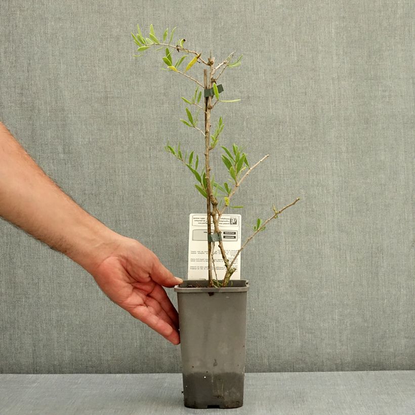 Lycium barbarum Q1 - Goji berry 1.5L/2L pot, Clump sample as delivered in summer