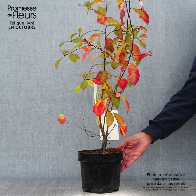 Nyssa sylvatica - Tupelo 2L/3L pot sample as delivered in autumn