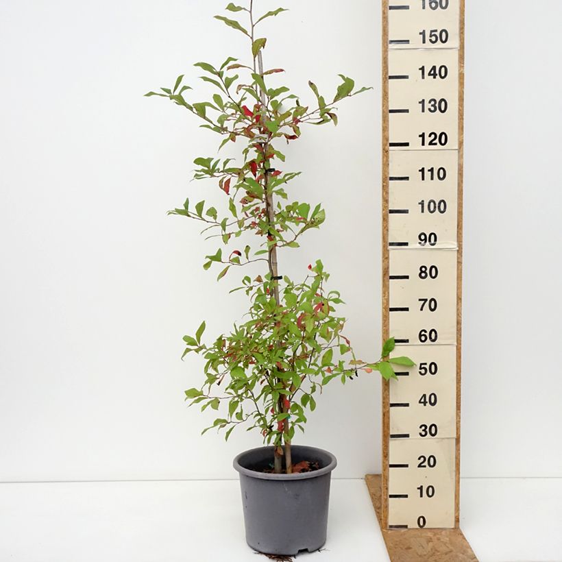 Nyssa sylvatica - Tupelo 7.5L/10L pot sample as delivered in autumn