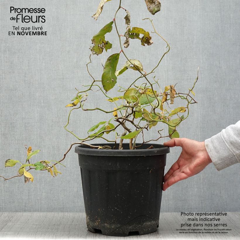 Nyssa sylvatica Zydeco Twist - Tupelo 7.5L/10L pot sample as delivered in autumn
