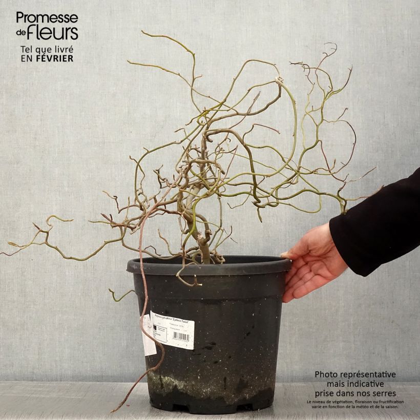 Nyssa sylvatica Zydeco Twist - Tupelo 7.5L/10L pot sample as delivered in winter