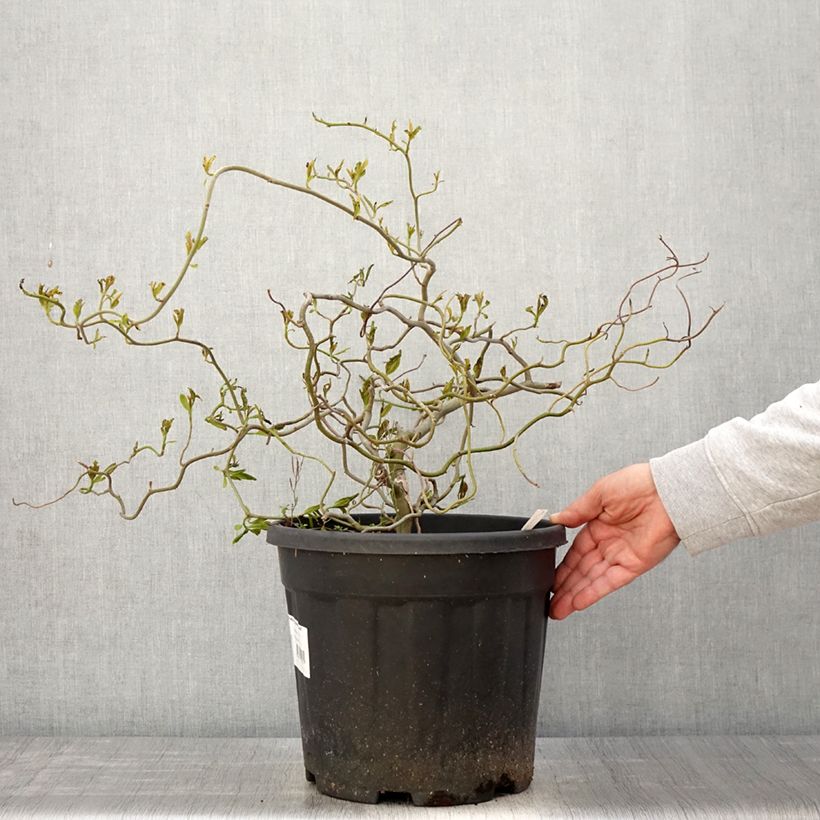 Nyssa sylvatica Zydeco Twist - Tupelo 7.5L/10L pot sample as delivered in spring