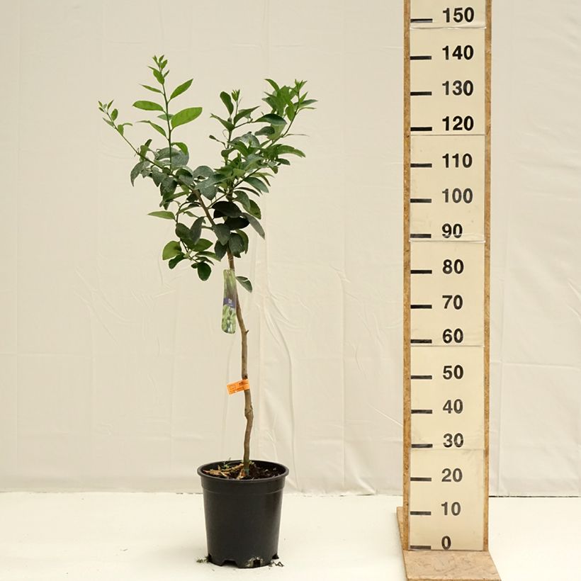 Large Lime - Citrus latifolia 7.5L/10L pot, Half standard sample as delivered in spring