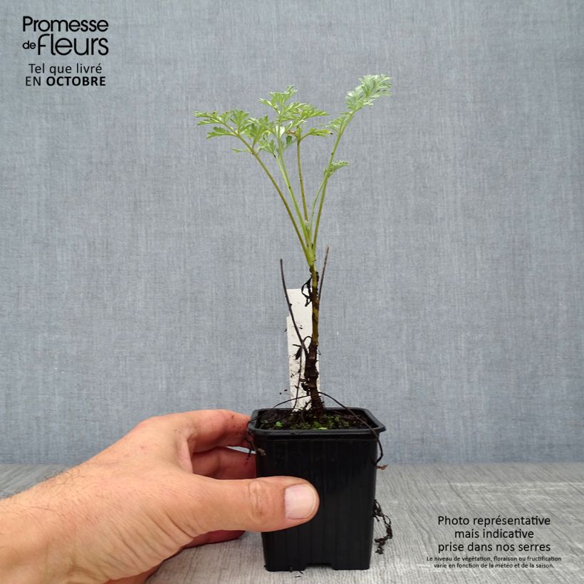 Artemisia absinthium Lambrook Silver 8/9 cm pot sample as delivered in autumn