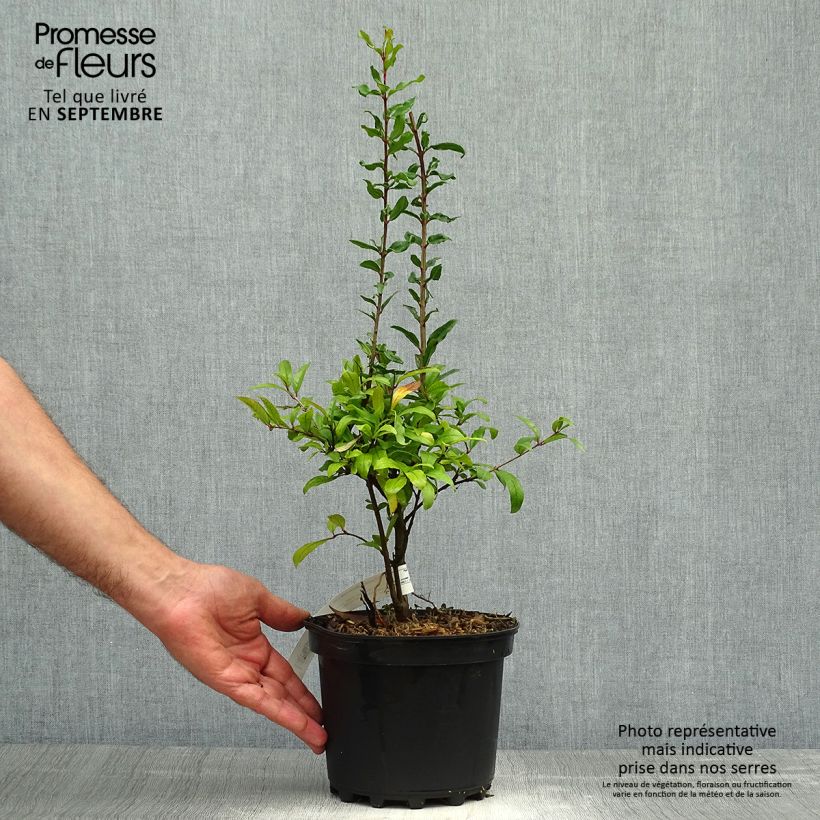 Punica granatum Maxima Rubra - Pomegranate 2L/3L pot sample as delivered in autumn