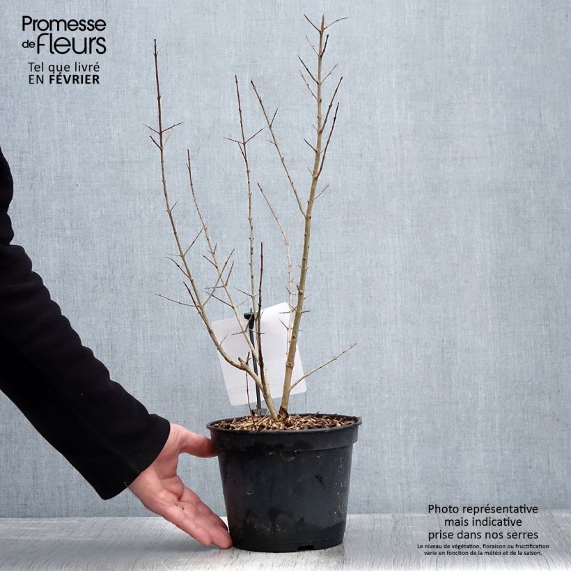 Punica granatum Black Fruit - Pomegranate 7.5L/10L pot, Bush sample as delivered in winter