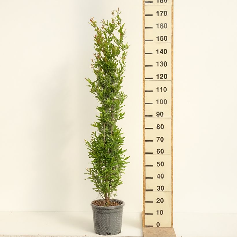 Punica granatum Black Fruit - Pomegranate 7.5L/10L pot, Bush sample as delivered in spring