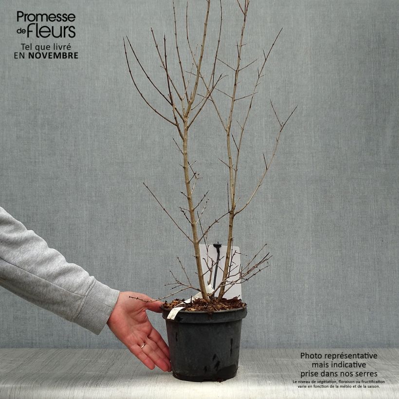 Punica granatum Dente di leone - Pomegranate 1.5L/2L pot, Clump sample as delivered in autumn
