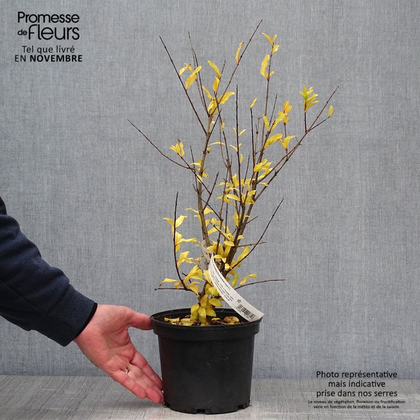 Punica granatum Fina Tendral - Pomegranate 2L/3L pot, Bush sample as delivered in autumn