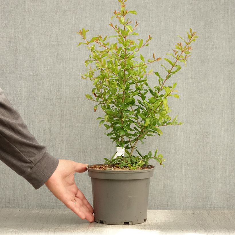 Punica granatum Parfianka - Pomegranate 3L/4L pot, Bush sample as delivered in summer