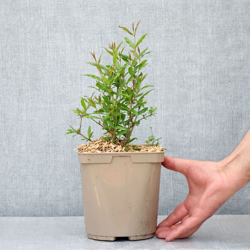 Punica granatum Parfianka - Pomegranate 3L/4L pot, Bush sample as delivered in spring