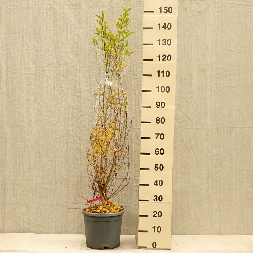 Punica granatum - Pomegranate 7.5L/10L pot, Bush sample as delivered in autumn