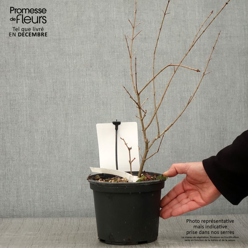 Punica granatum Provence - Pomegranate 1.5L/2L pot, Clump sample as delivered in autumn