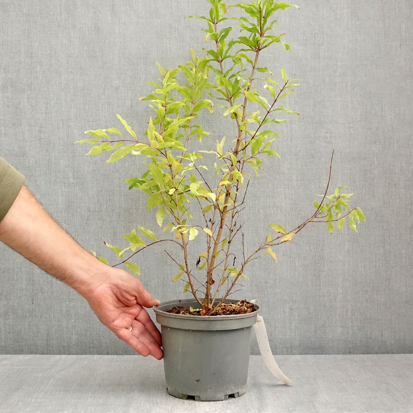 Punica granatum Wonderful - Pomegranate 3L/4L pot, Clump sample as delivered in autumn