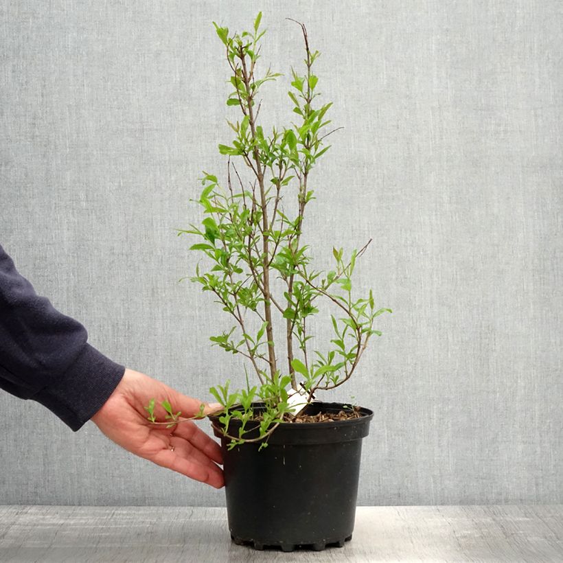 Punica granatum Wonderful - Pomegranate 3L/4L pot, Clump sample as delivered in spring