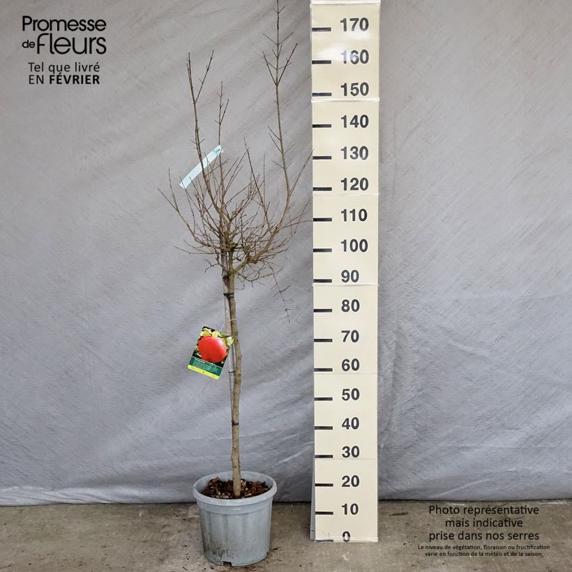 Punica granatum Wonderful - Pomegranate 7.5L/10L pot, Half standard sample as delivered in winter