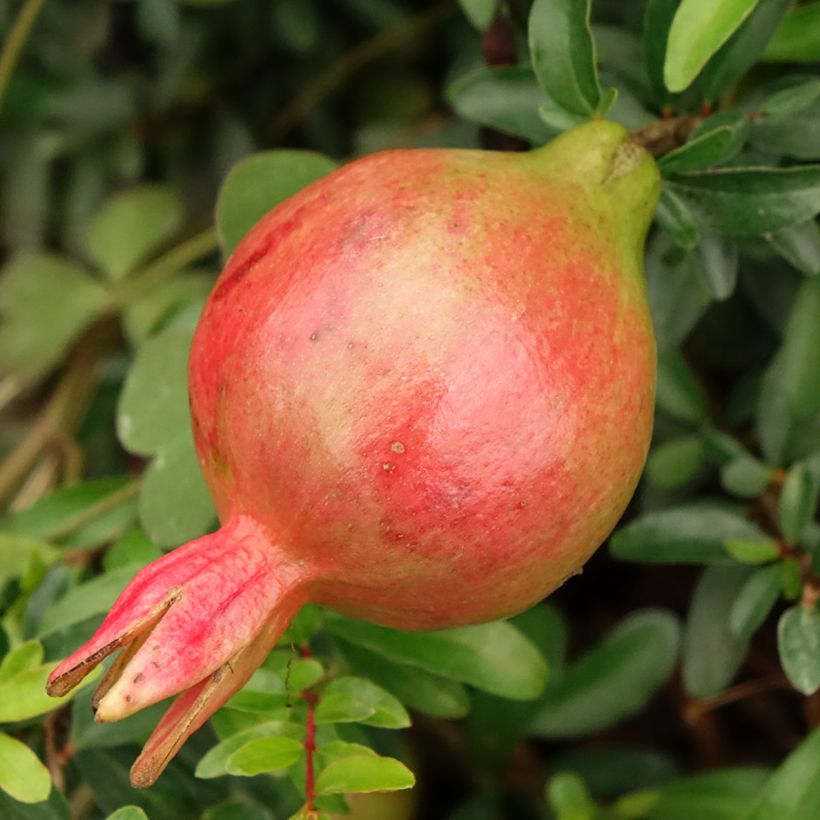 Punica granatum Chico - Pomegranate (Harvest)